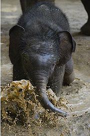 Elefantenbaby Otto im Tierpark Hellabrunn beim Schlammbaden (&copy;Foto: Tierpark Hellabrunn, Navon Adami)